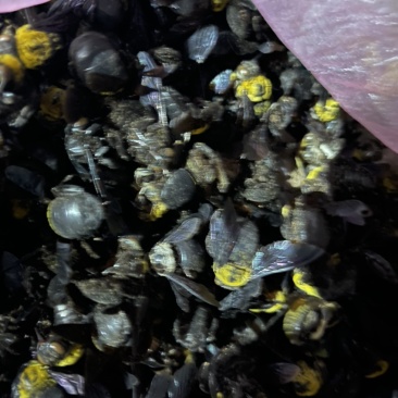 少量竹蜂需要的联系