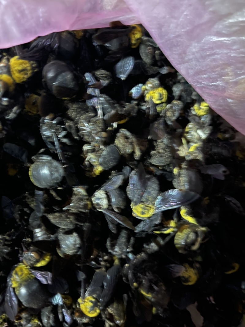 少量竹蜂需要的联系