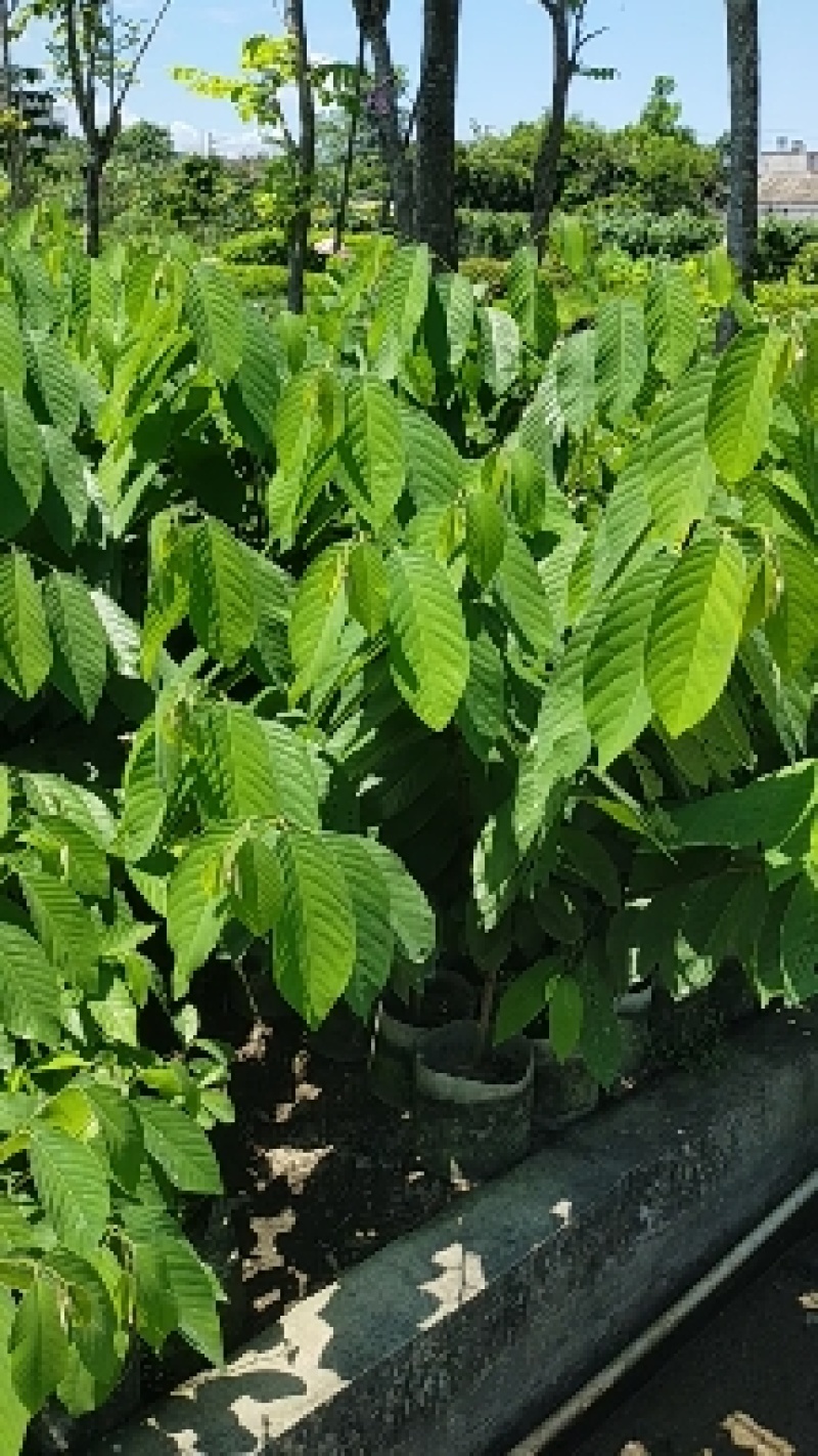 释迦果苗，台湾风梨，