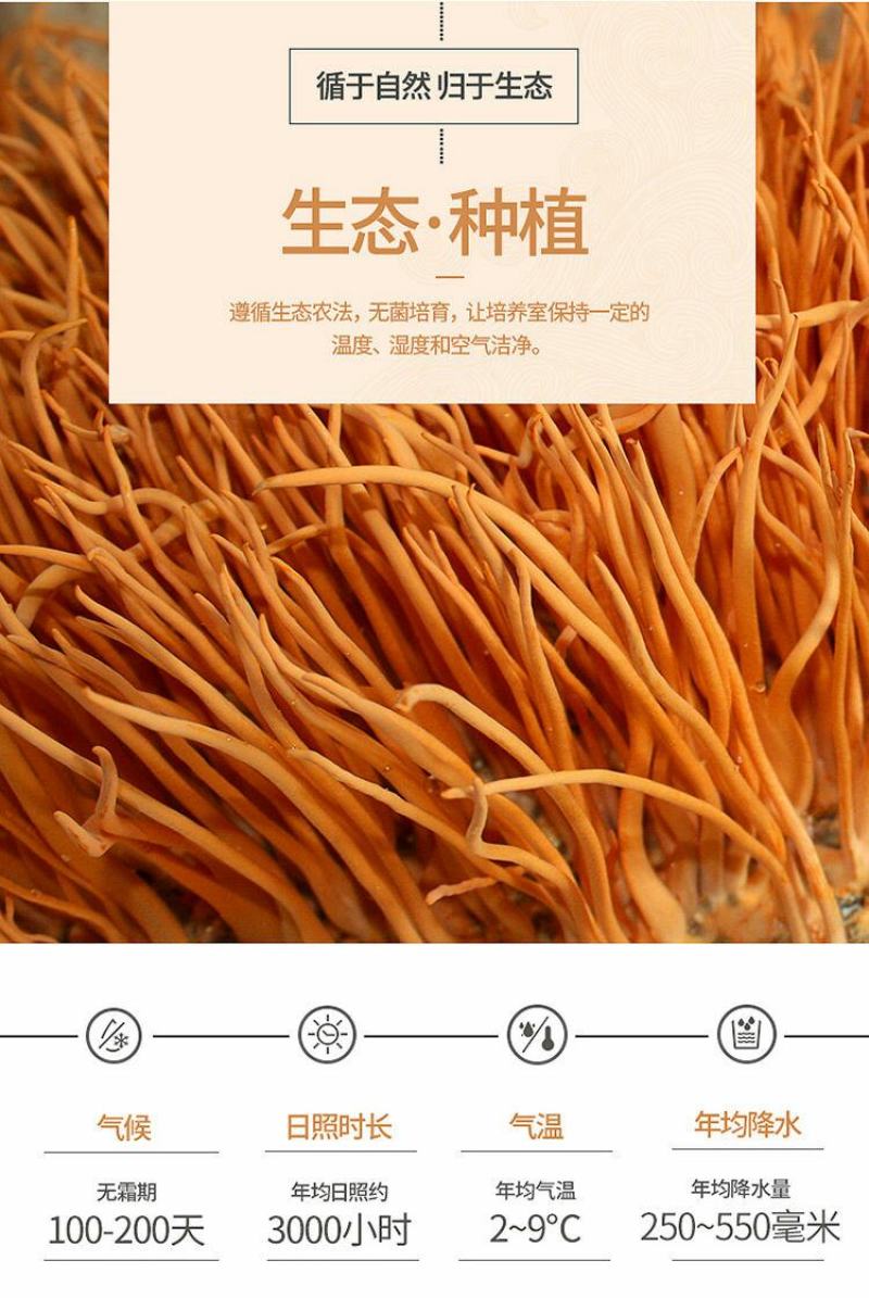 虫草花干货正品新货北蛹金虫草孢子头食用菌菇煲汤