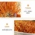 虫草花干货正品新货北蛹金虫草孢子头食用菌菇煲汤