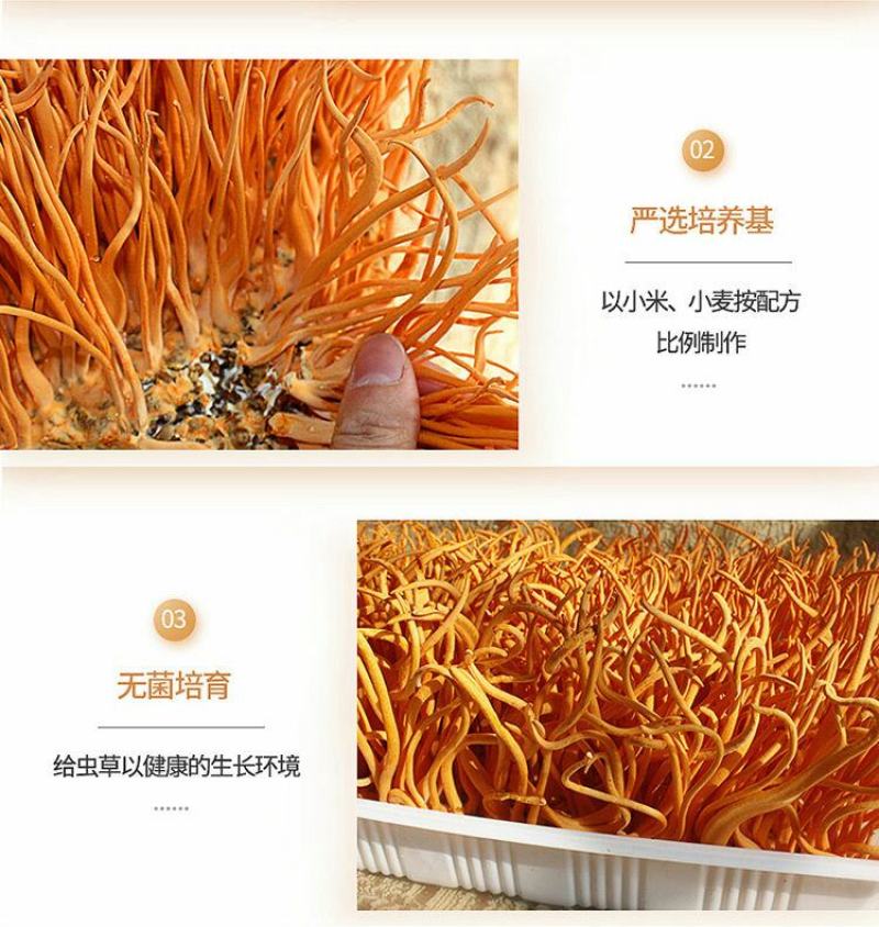 虫草花干货正品新货北蛹金虫草孢子头食用菌菇煲汤