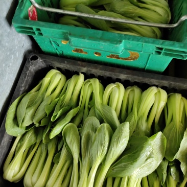精品上海青，大小绿邦菜