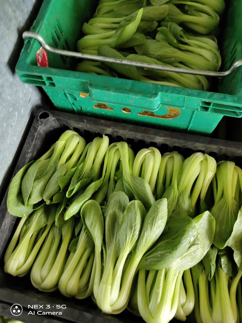 精品上海青，大小绿邦菜