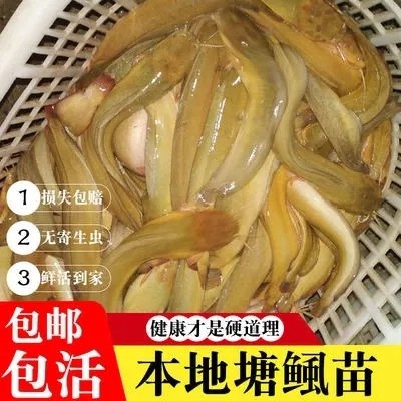 三黄塘虱鱼苗正宗本地塘鲺鱼苗塘角鱼苗杂交三黄塘鲺全国养