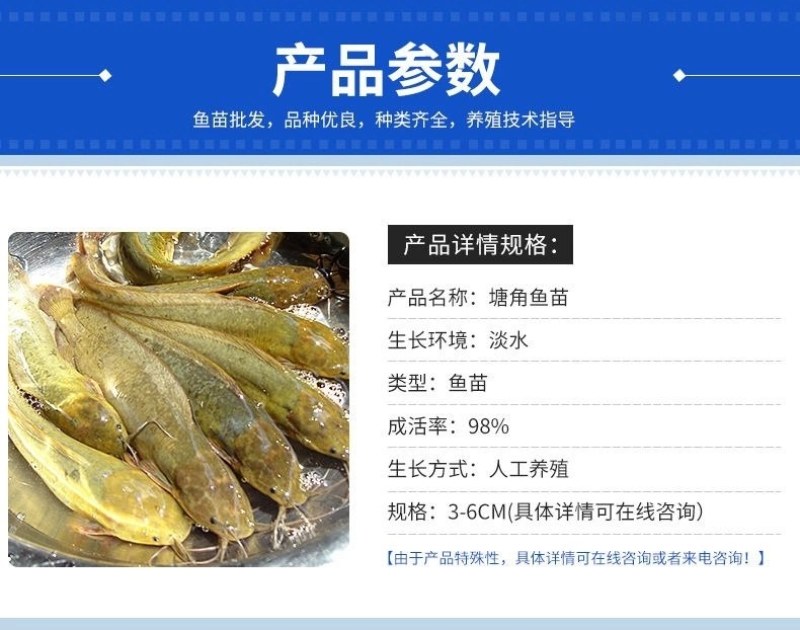 三黄塘虱鱼苗正宗本地塘鲺鱼苗塘角鱼苗杂交三黄塘鲺全国养