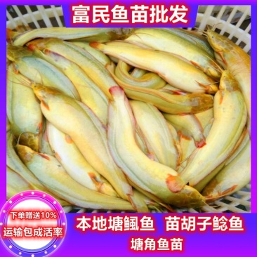三黄塘虱鱼苗正宗本地塘鲺鱼苗塘角鱼苗杂交三黄塘鲺全国养