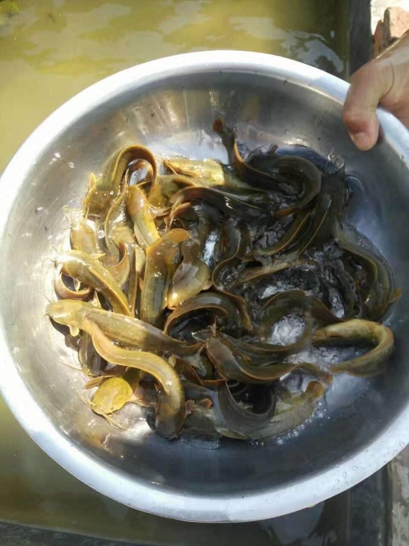 三黄塘虱鱼苗正宗本地塘鲺鱼苗塘角鱼苗杂交三黄塘鲺全国养