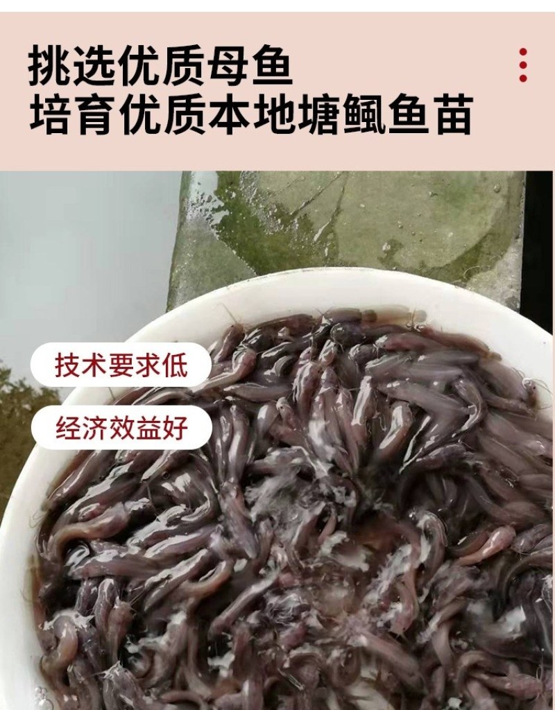 三黄塘虱鱼苗正宗本地塘鲺鱼苗塘角鱼苗杂交三黄塘鲺全国养