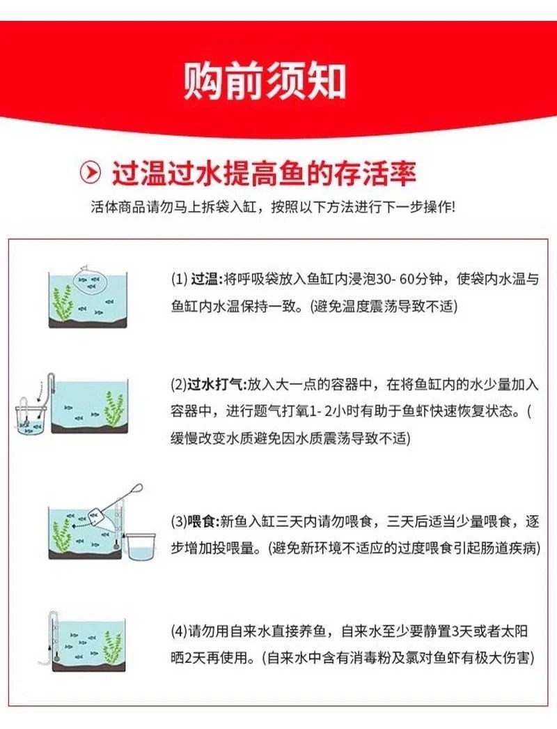 三黄塘虱鱼苗正宗本地塘鲺鱼苗塘角鱼苗杂交三黄塘鲺全国养