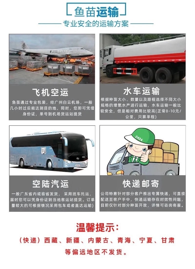 三黄塘虱鱼苗正宗本地塘鲺鱼苗塘角鱼苗杂交三黄塘鲺全国养