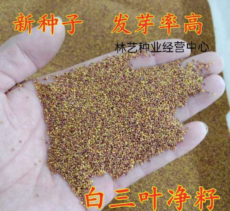 三叶草种子白三叶草籽红三叶草籽四季青草坪牧草果园绿肥