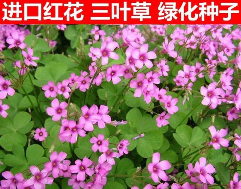 三叶草种子白三叶草籽红三叶草籽四季青草坪牧草果园绿肥