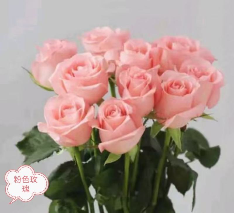 玫瑰苗总共8个颜色3-4个月开花800棵起批