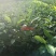网红鸭屎香茶苗（营养杯）