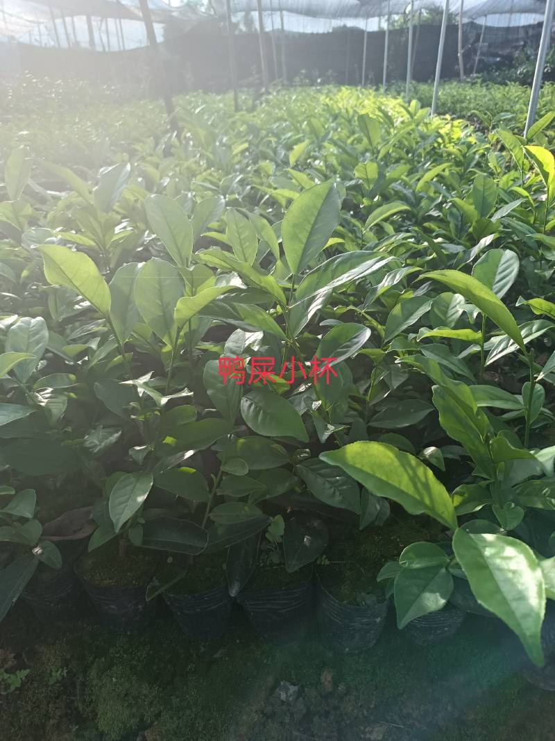 网红鸭屎香茶苗（营养杯）