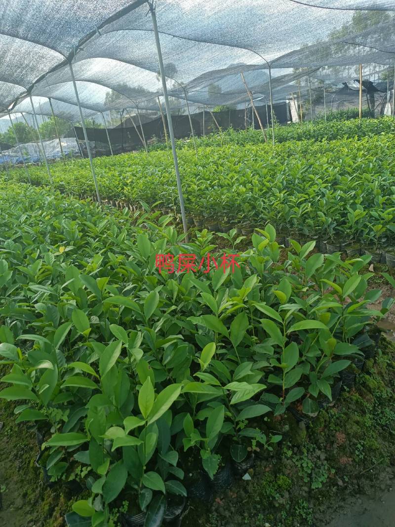 网红鸭屎香茶苗（营养杯）