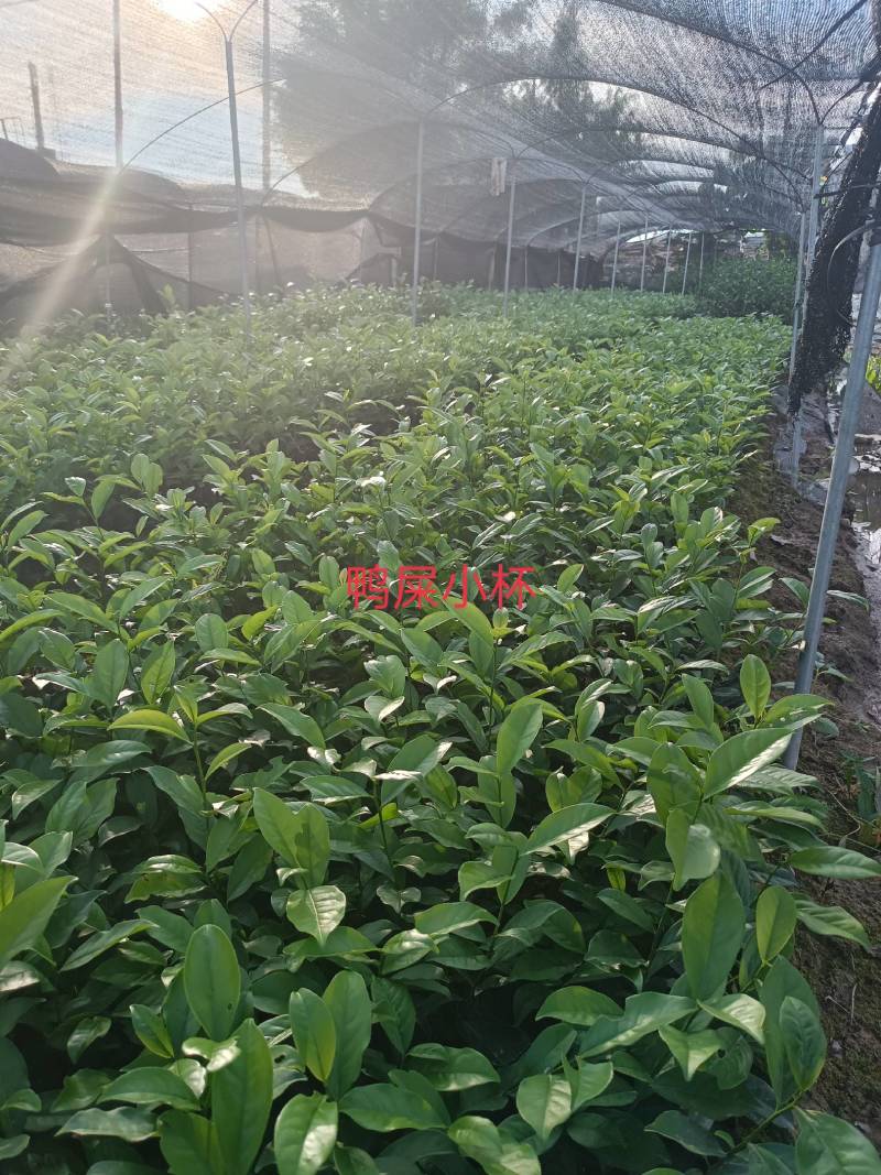 网红鸭屎香茶苗（营养杯）