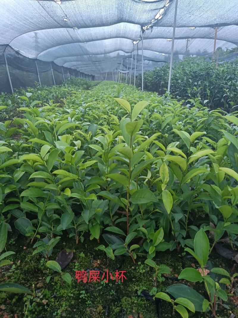 网红鸭屎香茶苗（营养杯）