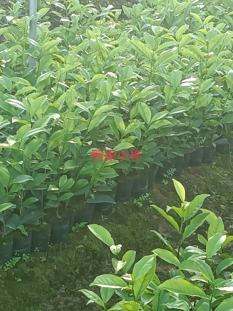 网红鸭屎香茶苗（营养杯）