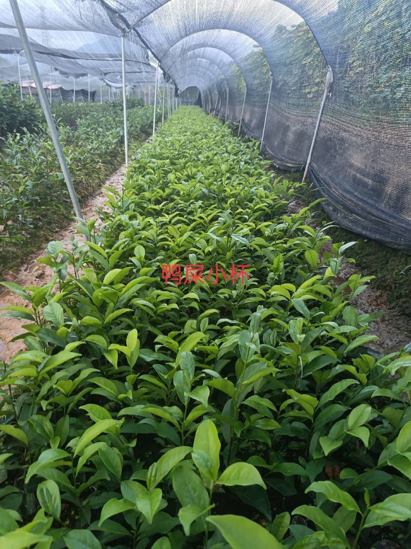 网红鸭屎香茶苗（营养杯）