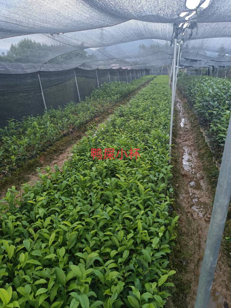网红鸭屎香茶苗（营养杯）