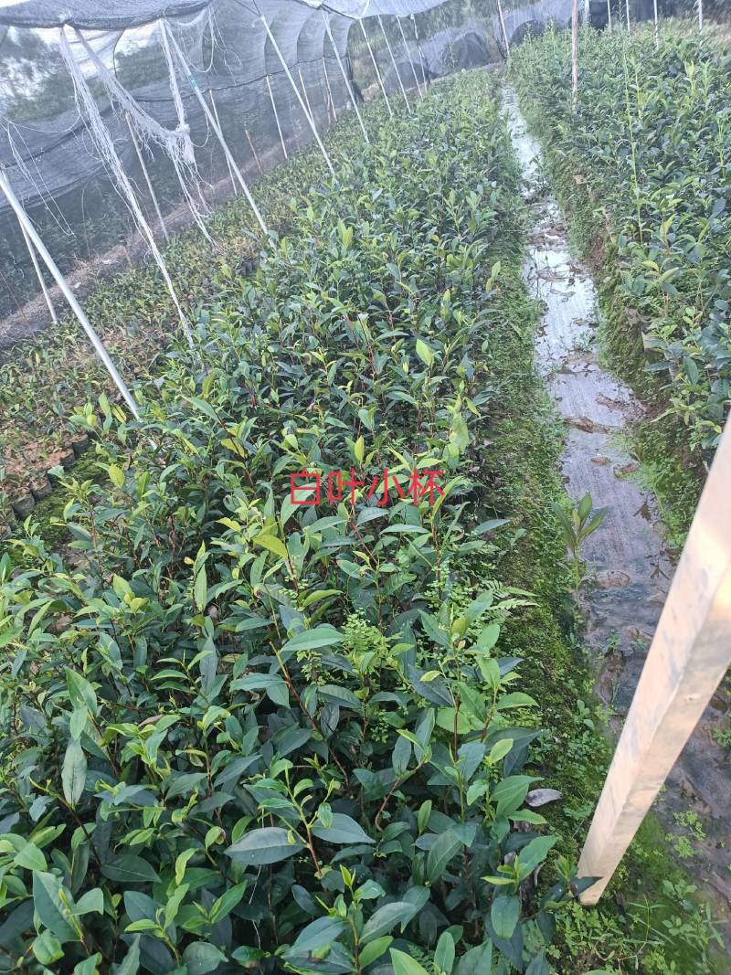 网红鸭屎香茶苗（营养杯）