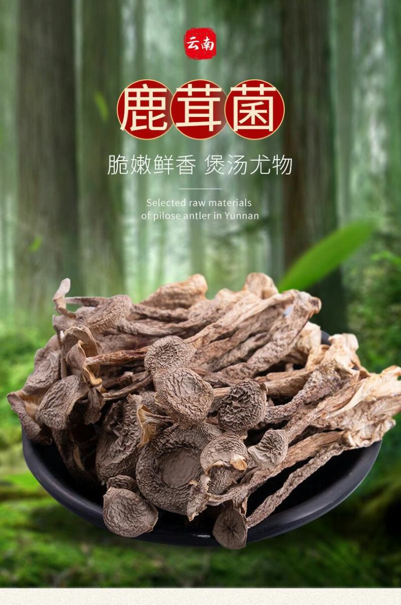 福建特产古田鹿茸菇鹿茸菌干货茸菇菌新鲜食用菌菌汤