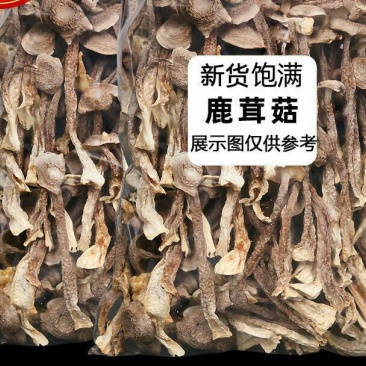 福建特产古田鹿茸菇鹿茸菌干货茸菇菌新鲜食用菌菌汤
