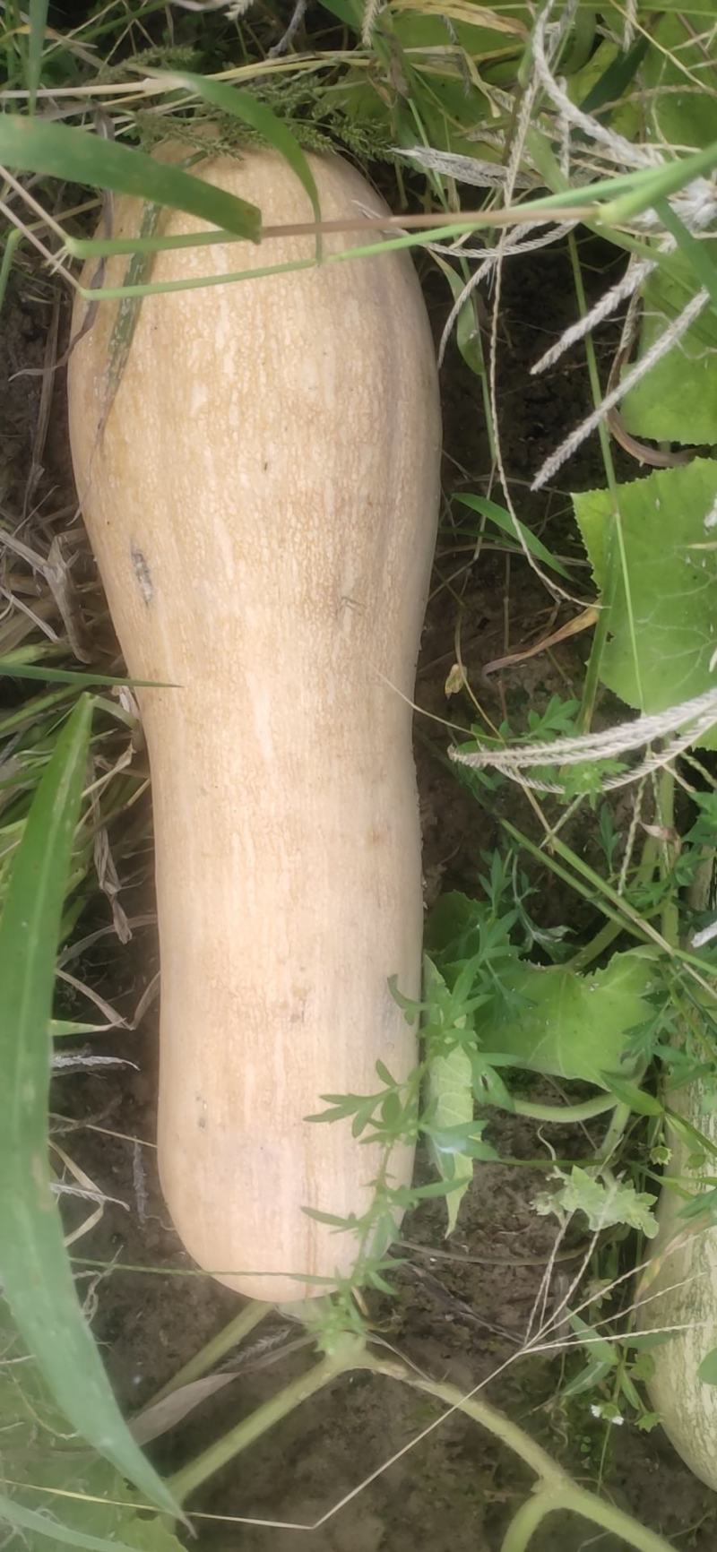 栗心南瓜大量上市