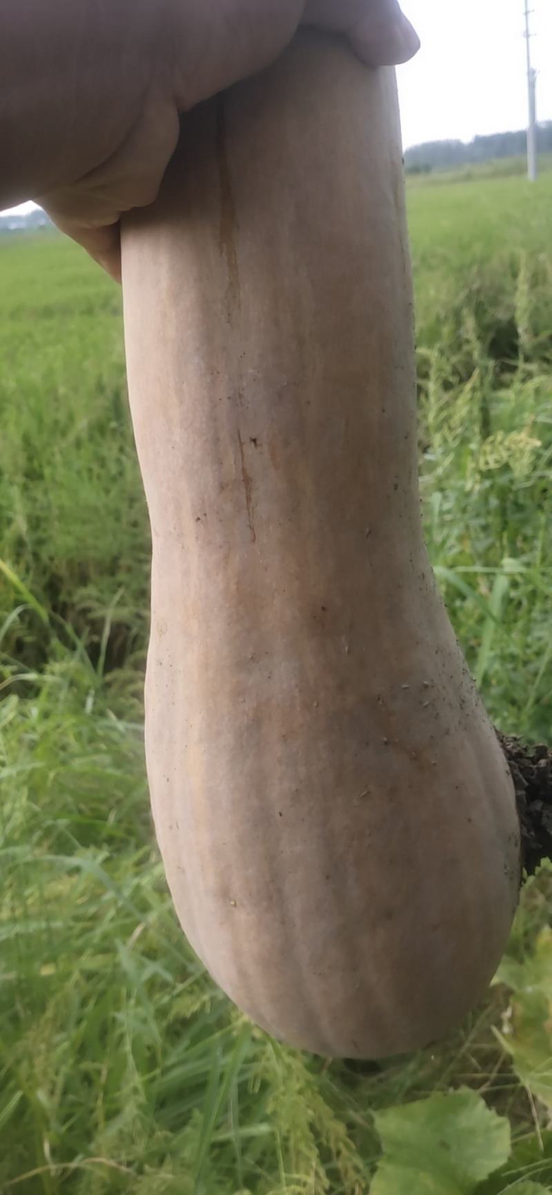 栗心南瓜大量上市