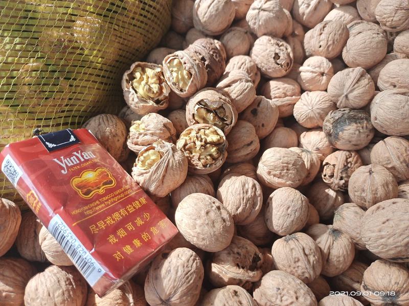 青皮核桃辽系香菱清香优质核桃