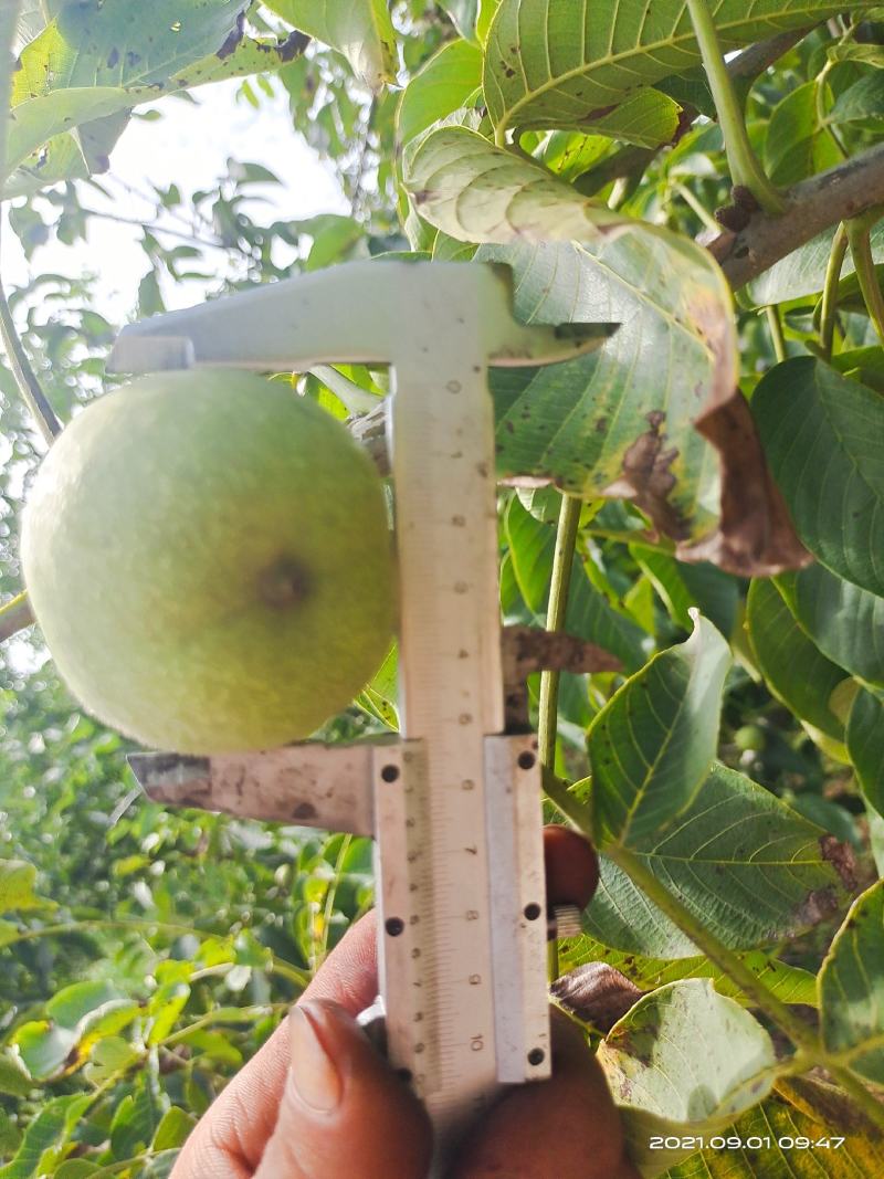 青皮核桃辽系香菱清香优质核桃