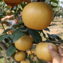 正宗山东秋月梨树苗两年苗好苗圃才有好质量欢迎选购！