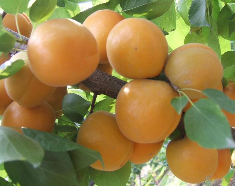 新杏子种子果树杏树种子杏核家杏种子山杏种子新手易种