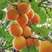 新杏子种子果树杏树种子杏核家杏种子山杏种子新手易种