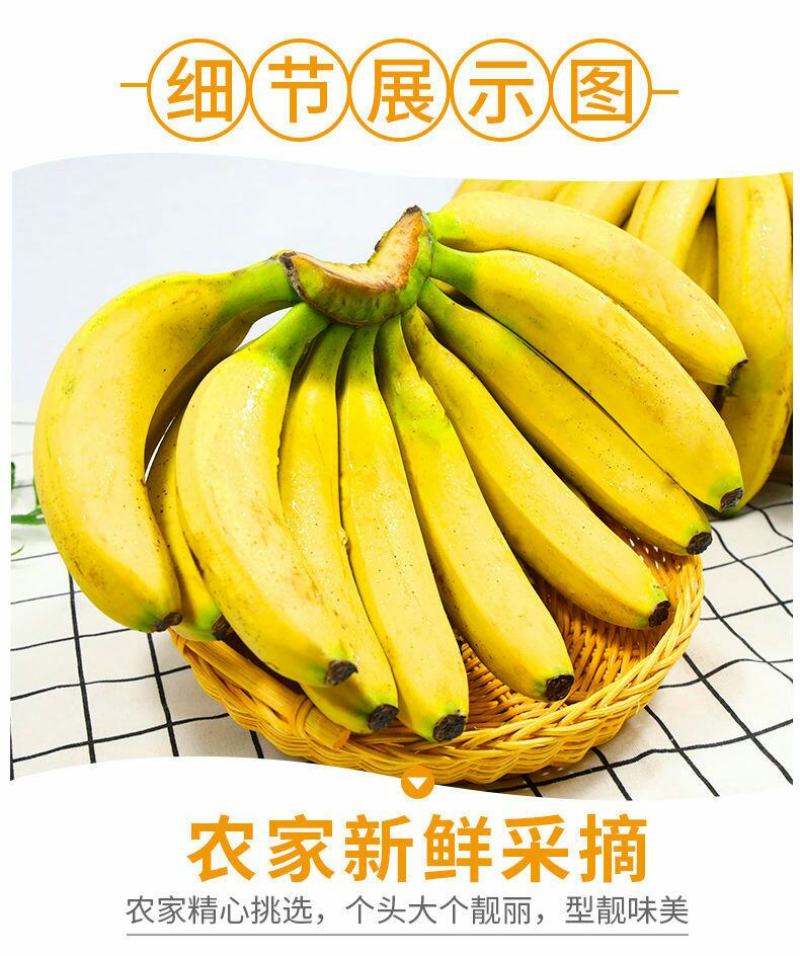 云南高山香甜大香蕉新鲜当季水果应季甜糯香蕉芭蕉自然熟非苹