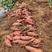 蒙阴沙土地烟薯25，自家种植，烤着吃软糯香甜