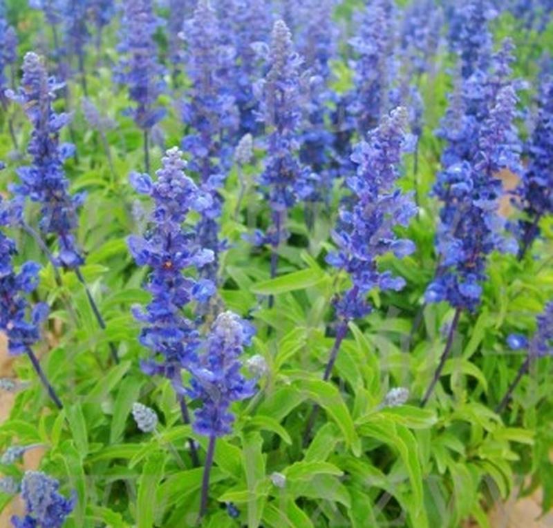 多年生蓝花鼠尾草种子花海绿化草坪种籽花种子粉红四季开易活