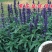 多年生蓝花鼠尾草种子花海绿化草坪种籽花种子粉红四季开易活
