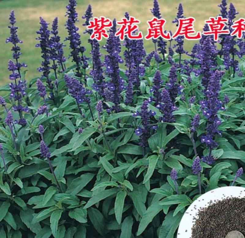 多年生蓝花鼠尾草种子花海绿化草坪种籽花种子粉红四季开易活