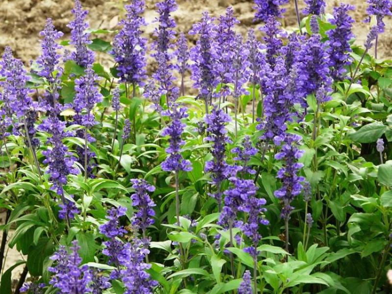 多年生蓝花鼠尾草种子花海绿化草坪种籽花种子粉红四季开易活