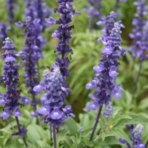 多年生蓝花鼠尾草种子花海绿化草坪种籽花种子粉红四季开易活