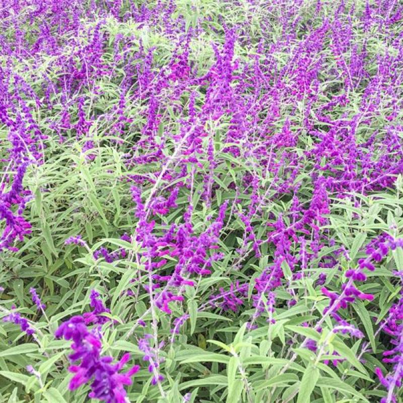 多年生蓝花鼠尾草种子花海绿化草坪种籽花种子粉红四季开易活