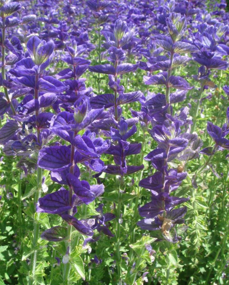 多年生蓝花鼠尾草种子花海绿化草坪种籽花种子粉红四季开易活
