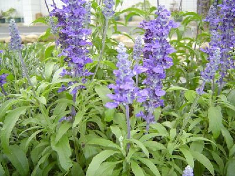 多年生蓝花鼠尾草种子花海绿化草坪种籽花种子粉红四季开易活