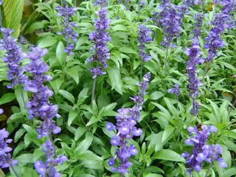 多年生蓝花鼠尾草种子花海绿化草坪种籽花种子粉红四季开易活