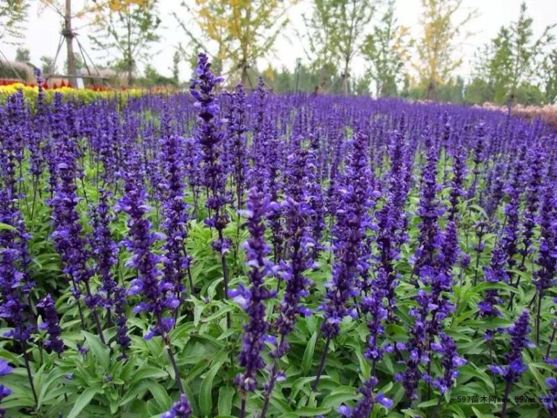多年生蓝花鼠尾草种子花海绿化草坪种籽花种子粉红四季开易活