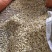 香橼种子枸橼子香圆香圆树香橼树种籽香泡种子芸香枸橼种子