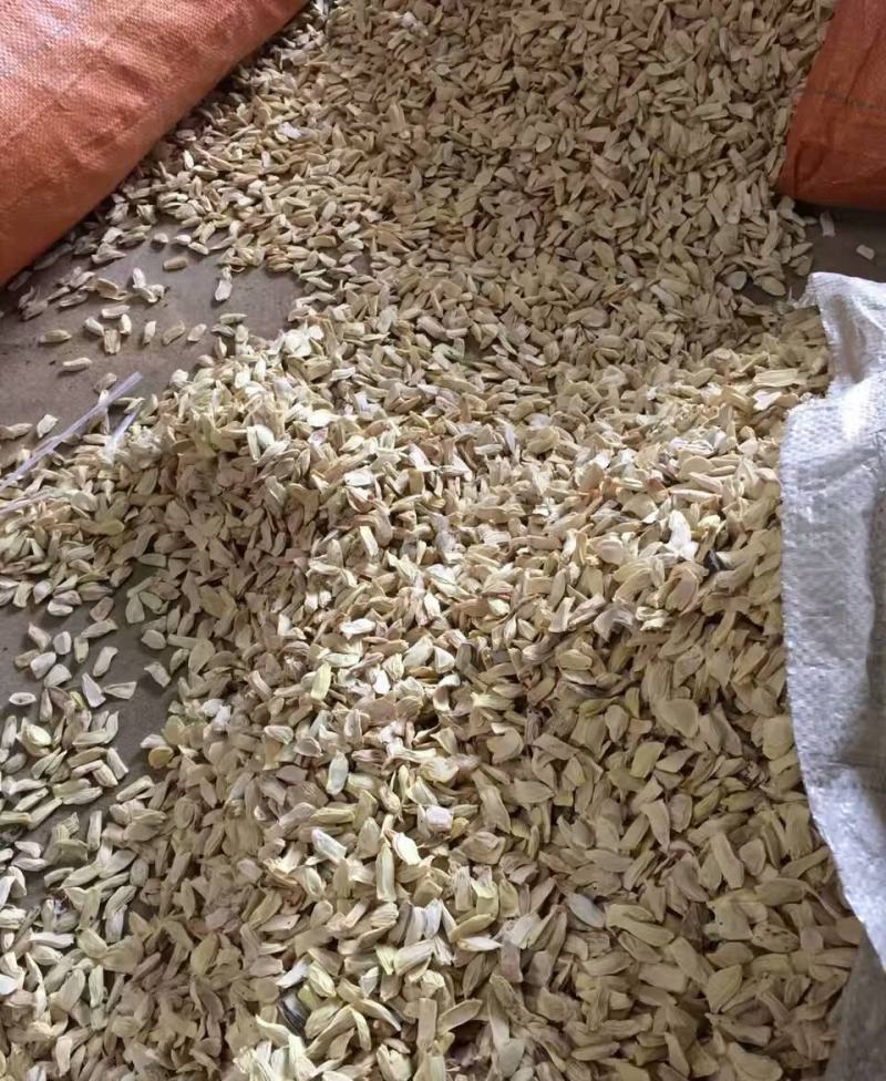 香橼种子枸橼子香圆香圆树香橼树种籽香泡种子芸香枸橼种子